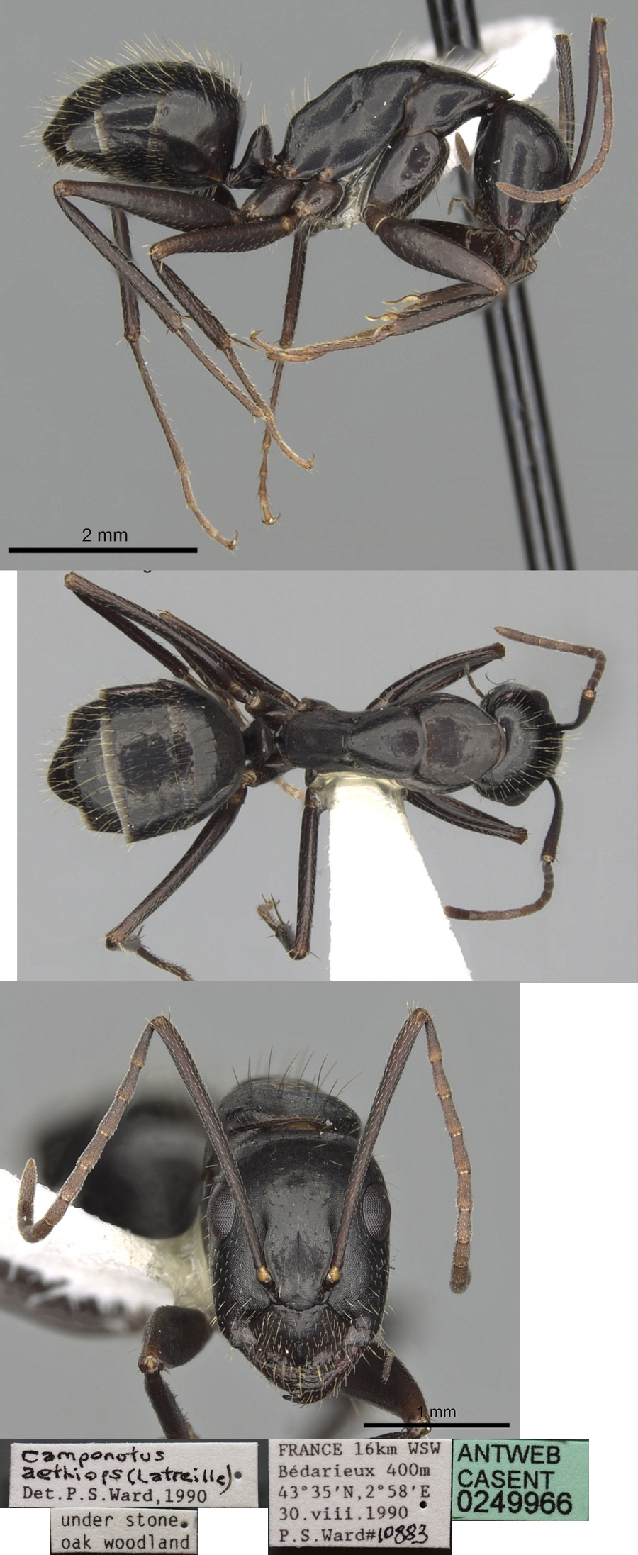 Camponotus aethiops minor