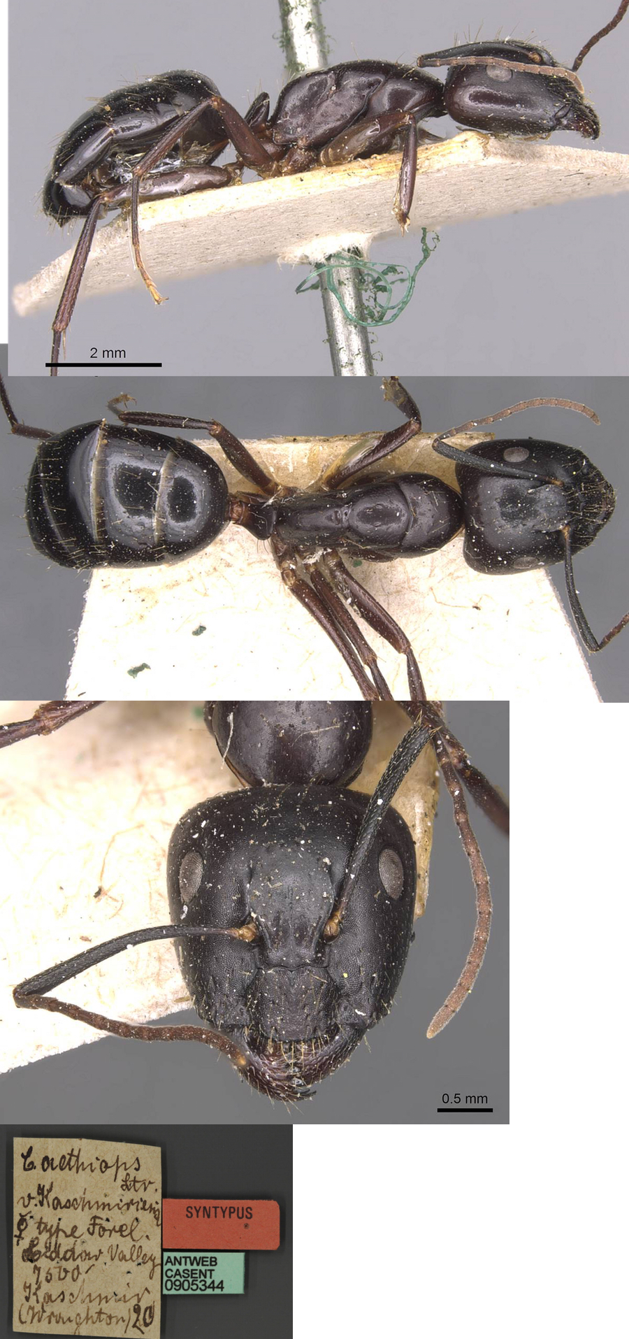 Camponotus aethiops cashmiriensis media