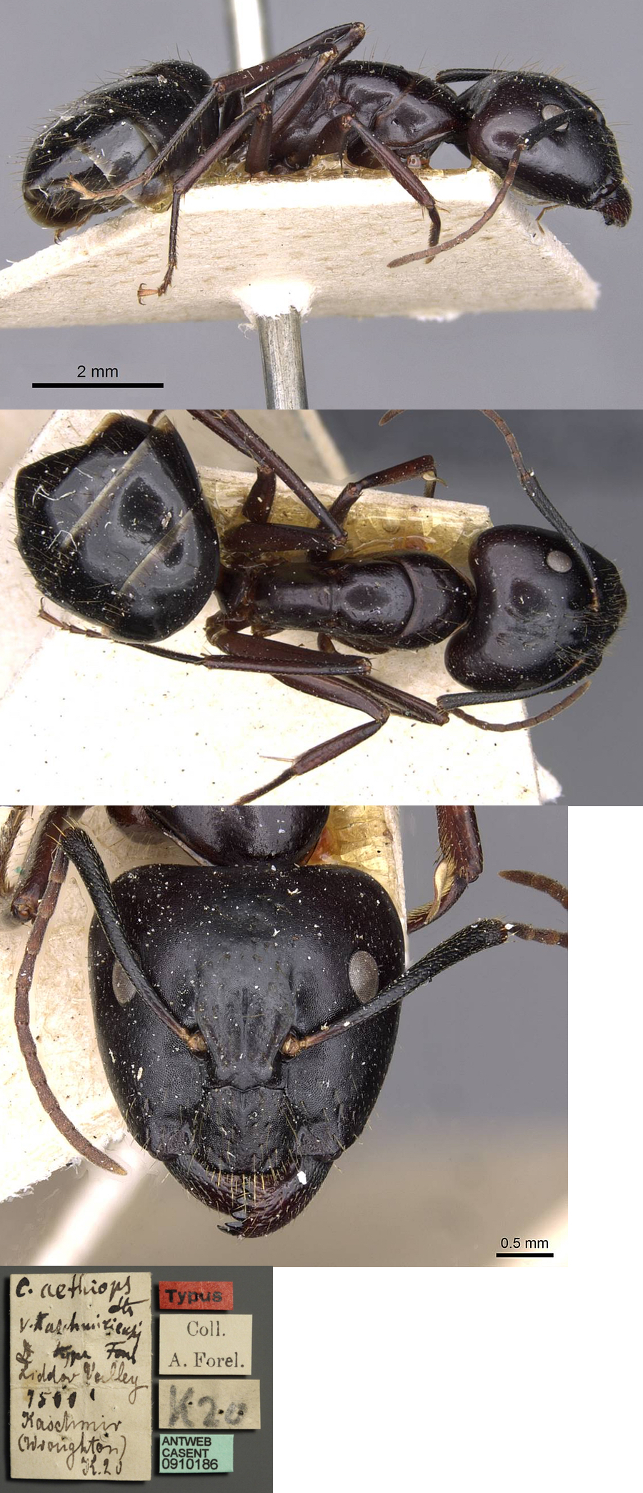 Camponotus aethiops cashmiriensis major