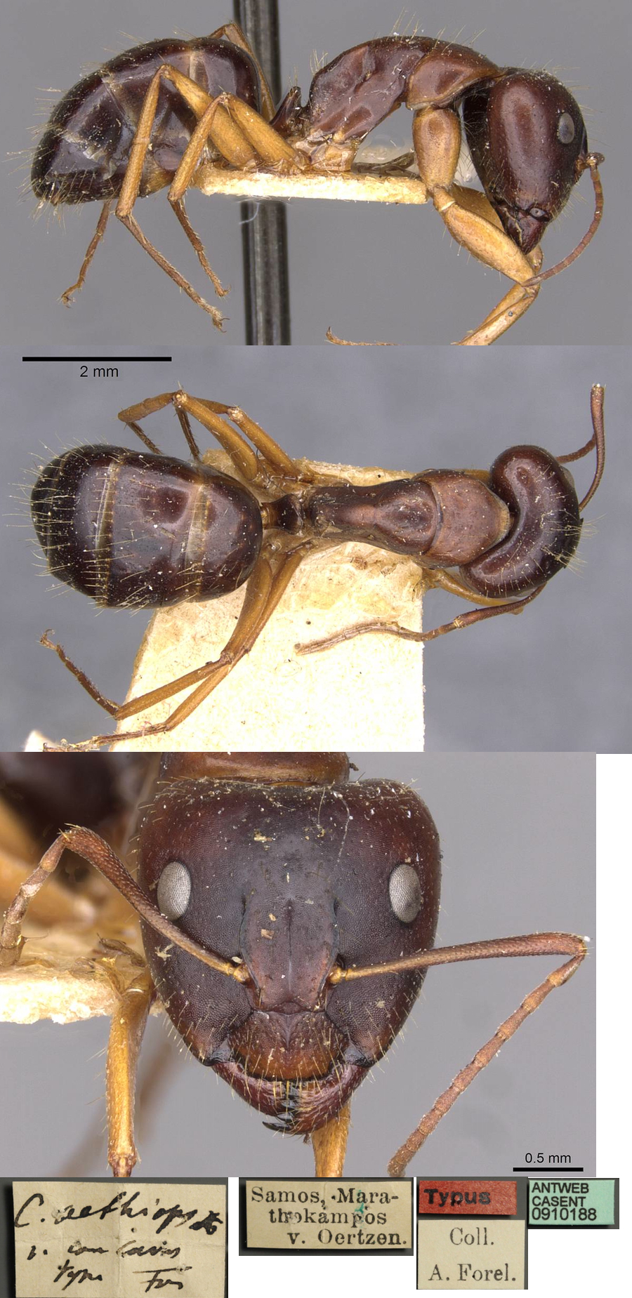 Camponotus aethiops concava major