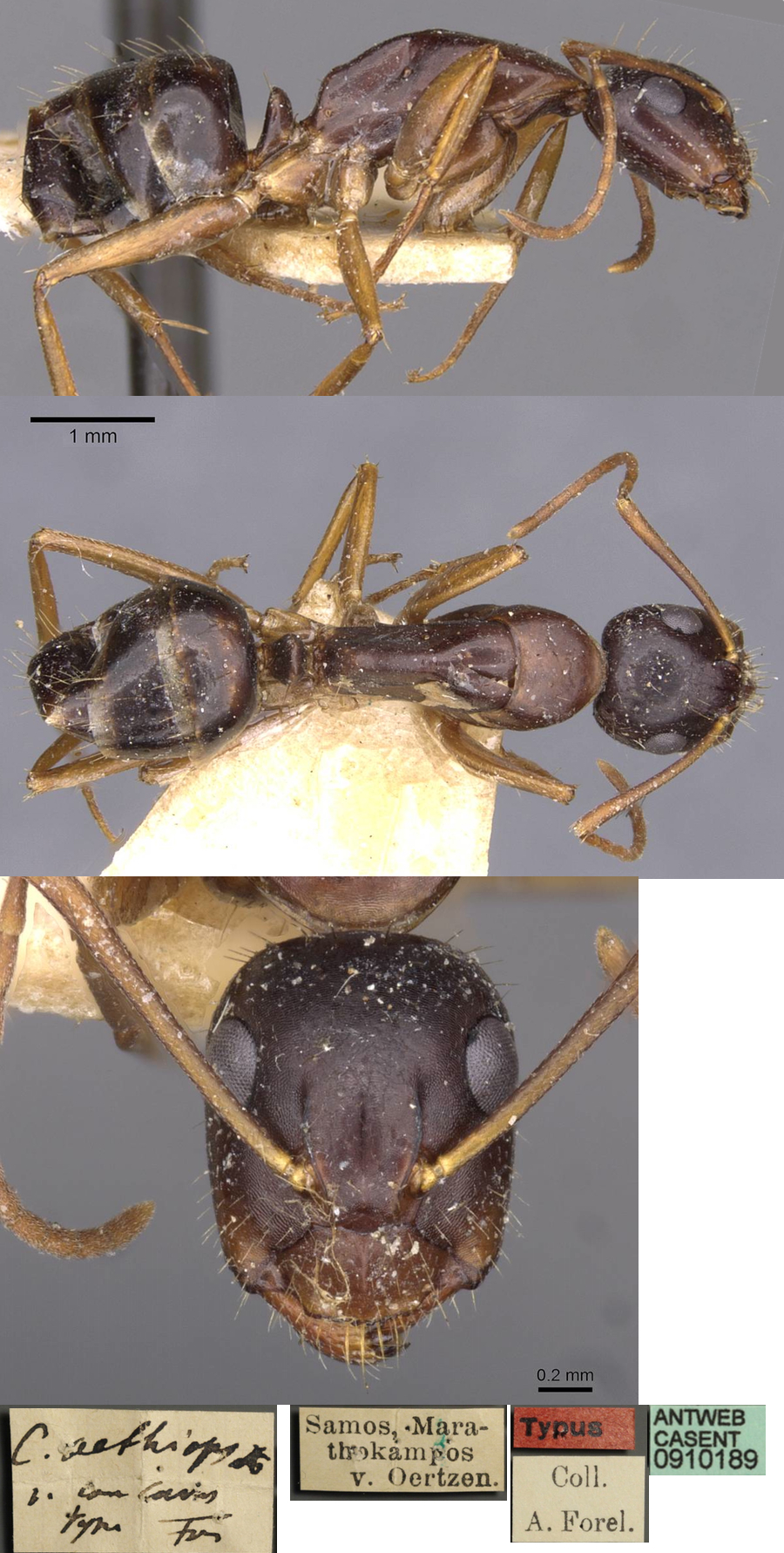 Camponotus aethiops concava minor