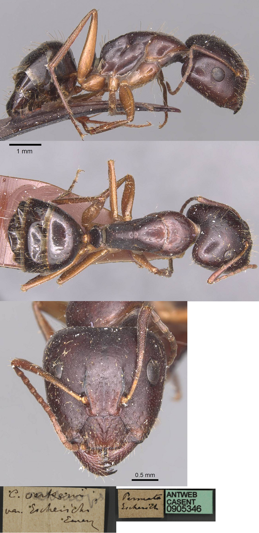 Camponotus aethiops escherichi major