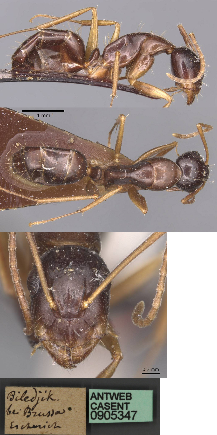Camponotus aethiops escherichi minor