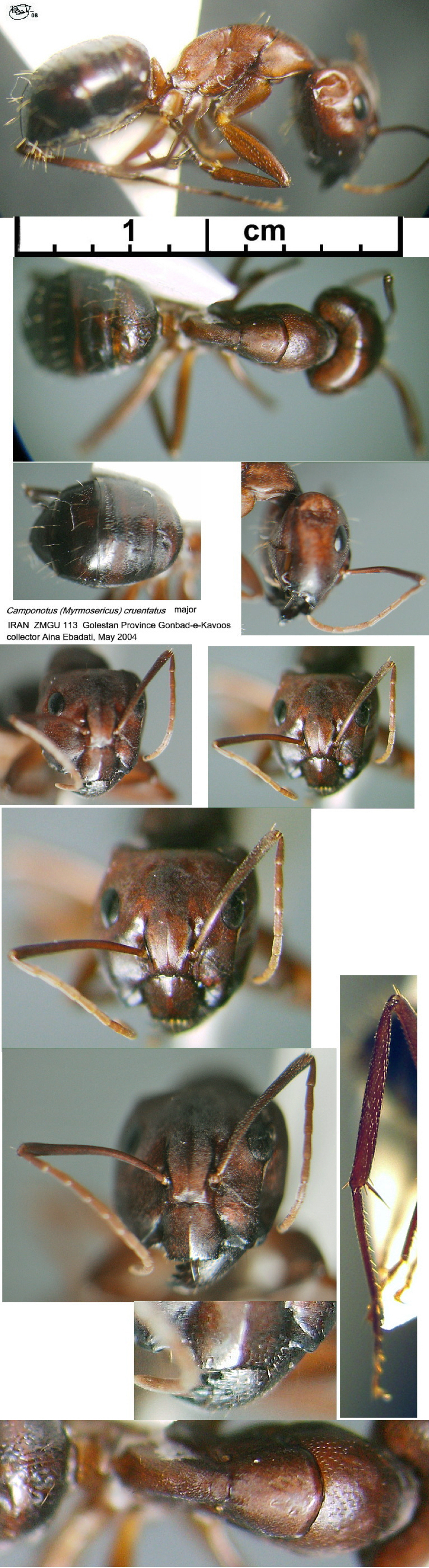 {Camponotus (Tanemyrmex) aethiops concava}