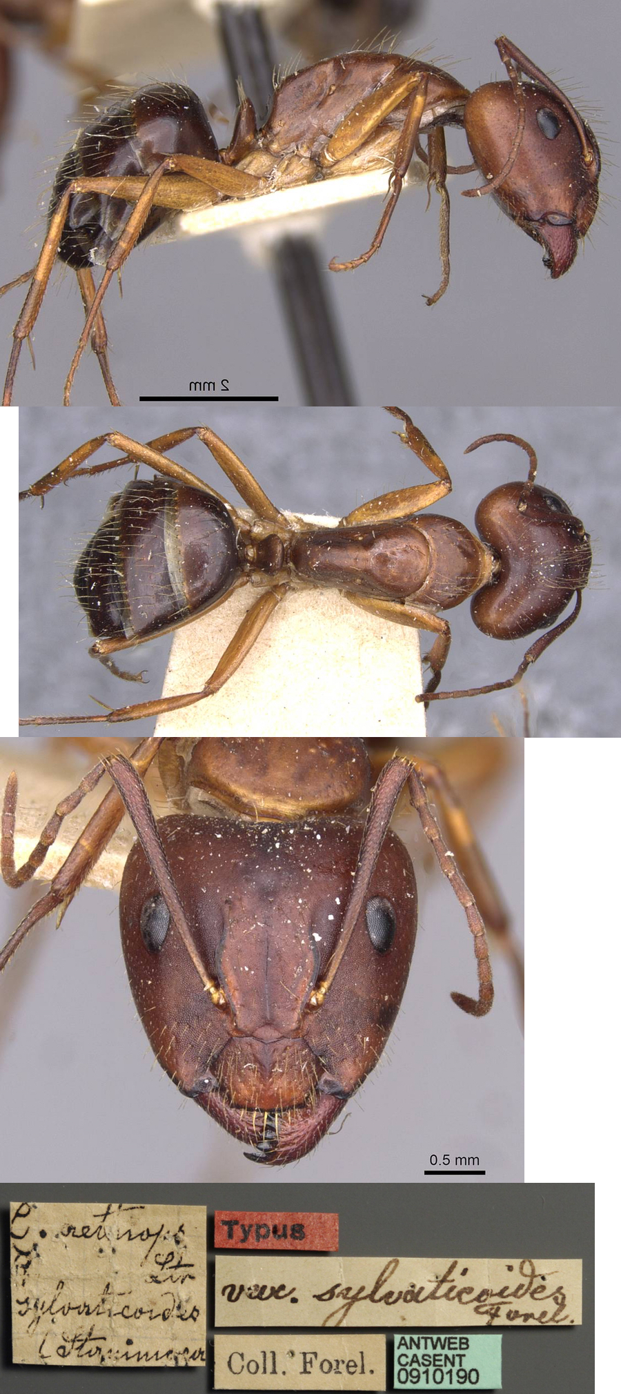 Camponotus aethiops sylvaticoides major