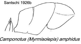 {Camponotus (Myrmisolepis) amphidus}
