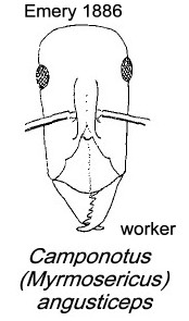 {Camponotus angusticeps worker}
