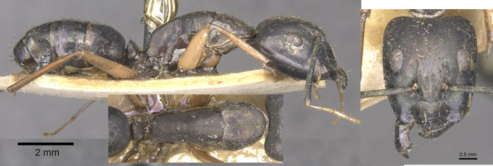 Camponotus arnoldinus major