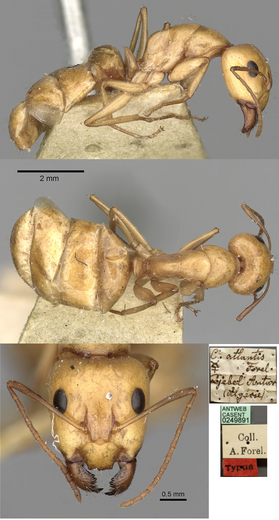 Camponotus atlantis major