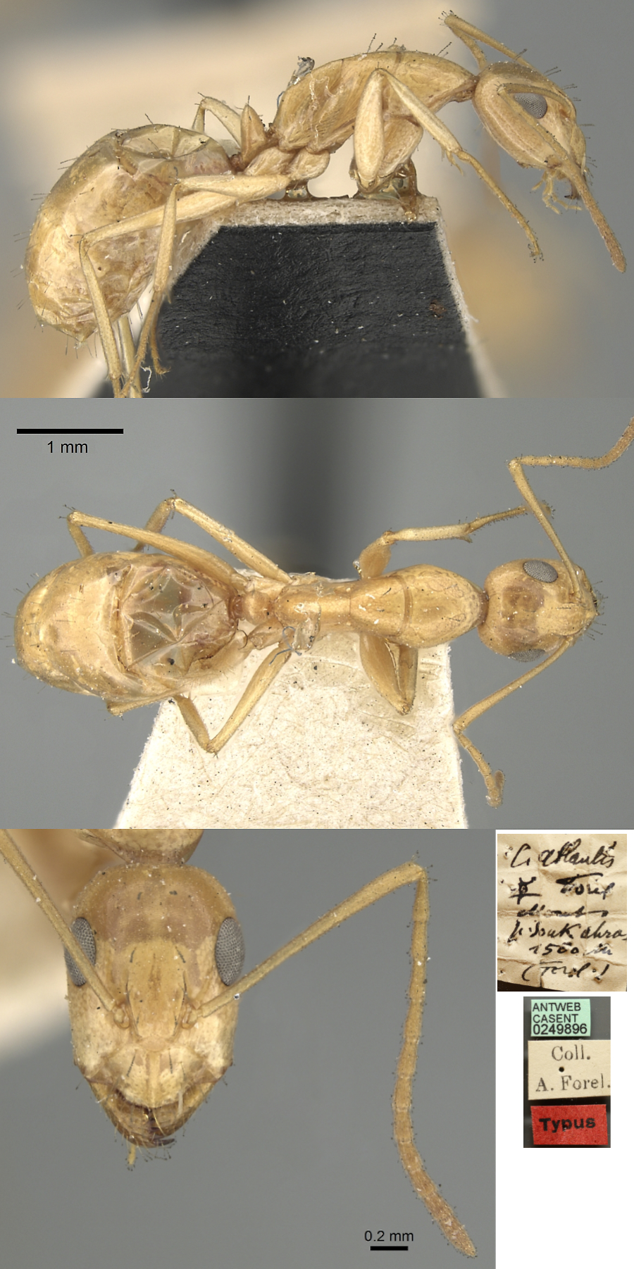 Camponotus atlantis minor
