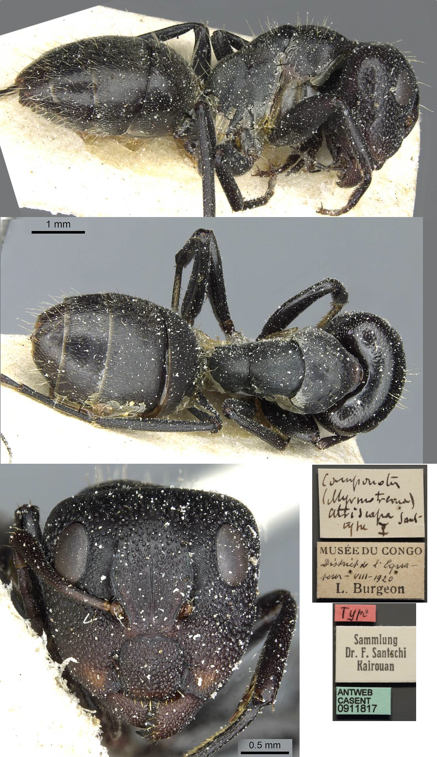 {Camponotus atriscapus major}