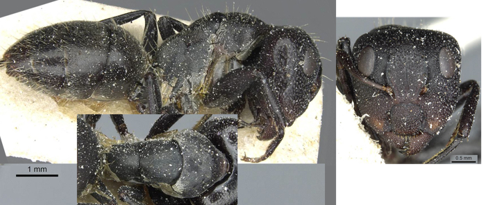 Camponotus atriscapus