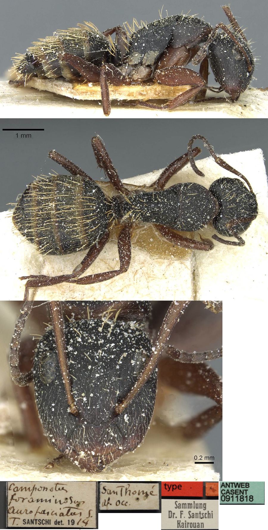 {Camponotus aurofasciatus minor}