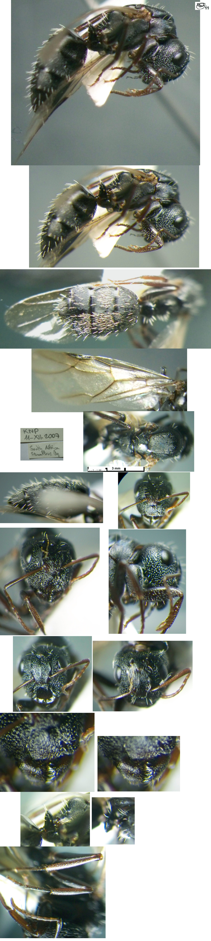 {Camponotus auropubens queen}