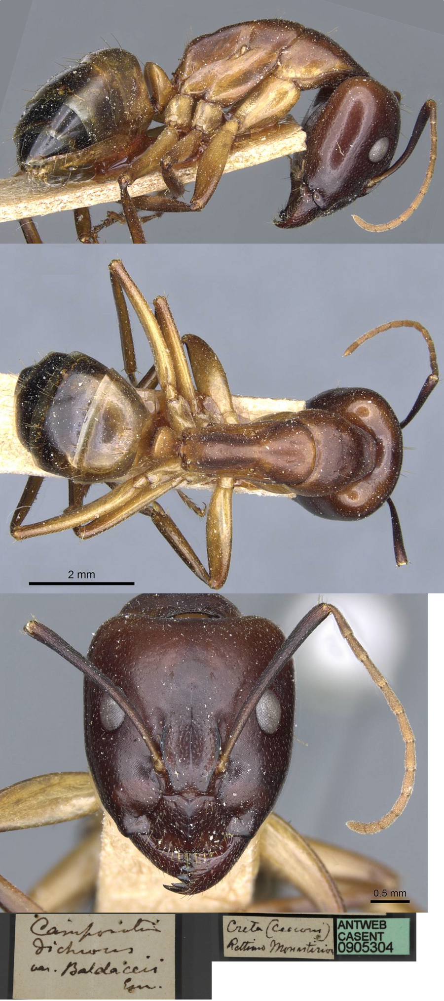 Camponotus baldaccii major