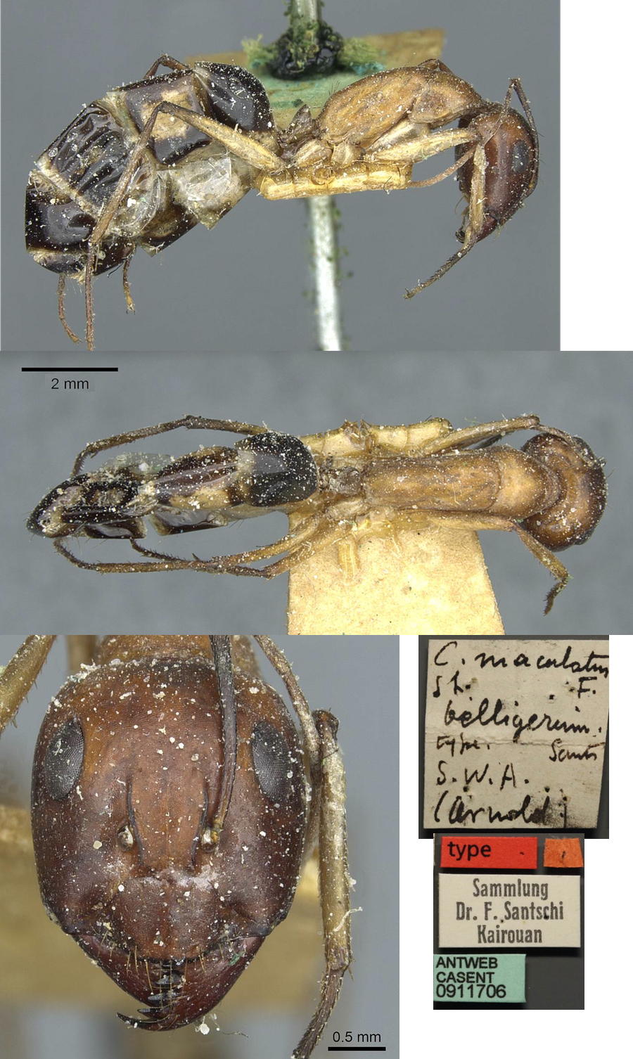 Camponotus belligerus major