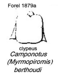 {Camponotus (myrmopiromis) berthoudi clypeus}