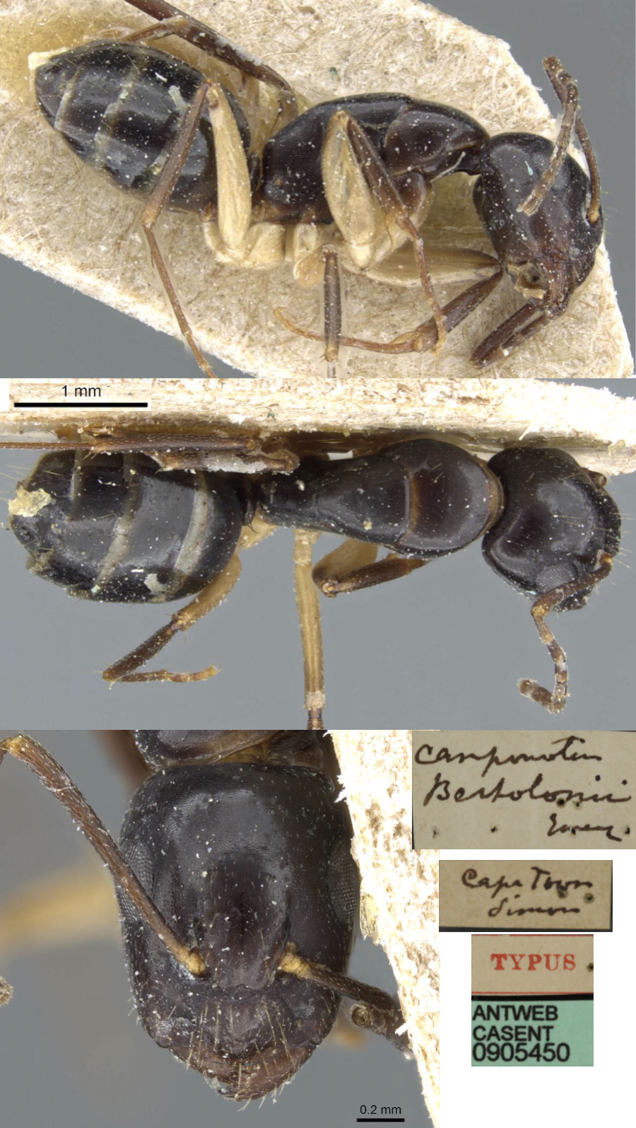 {Camponotus bertolonii minor}