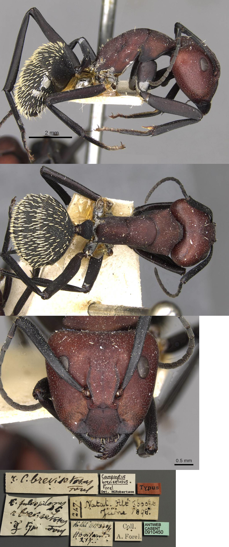 {Camponotus brevisetosus major}