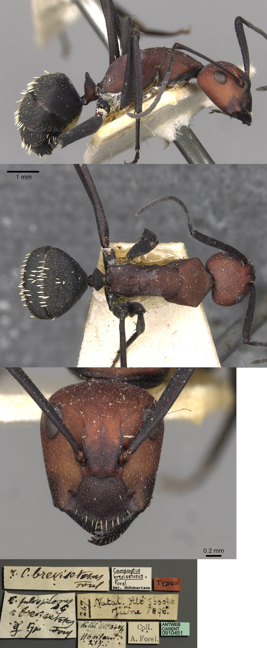 {Camponotus brevisetosus minor}