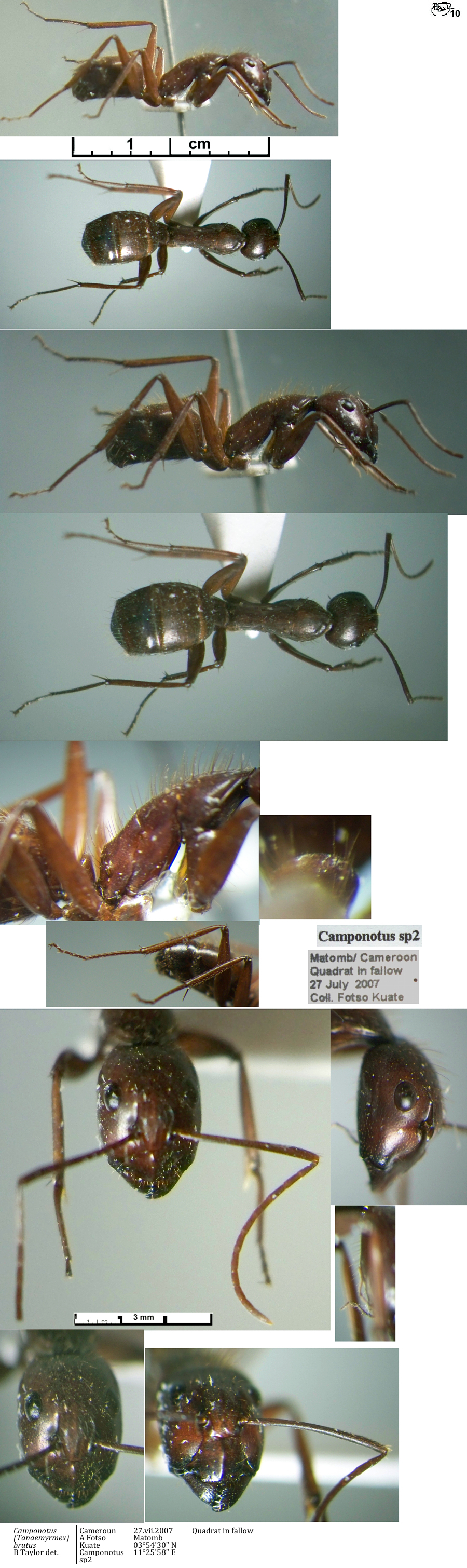 {Camponotus brutus minor}