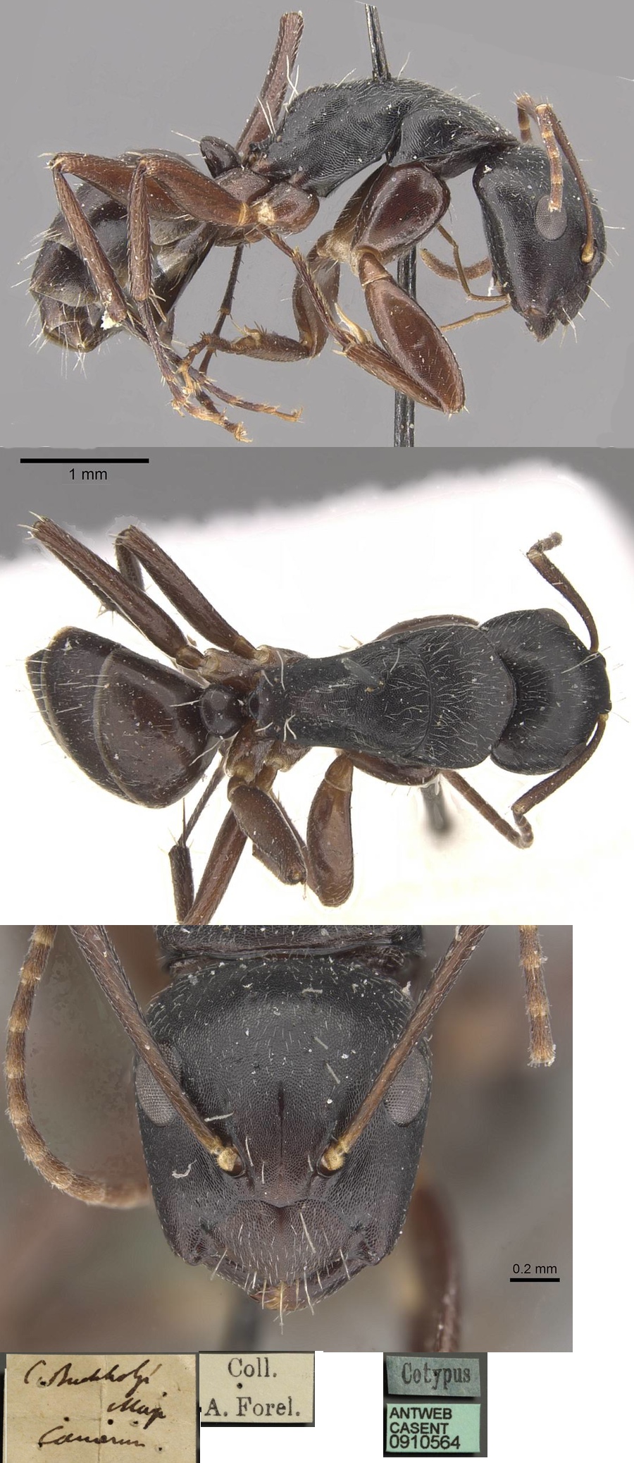Camponotus buchholzi minor