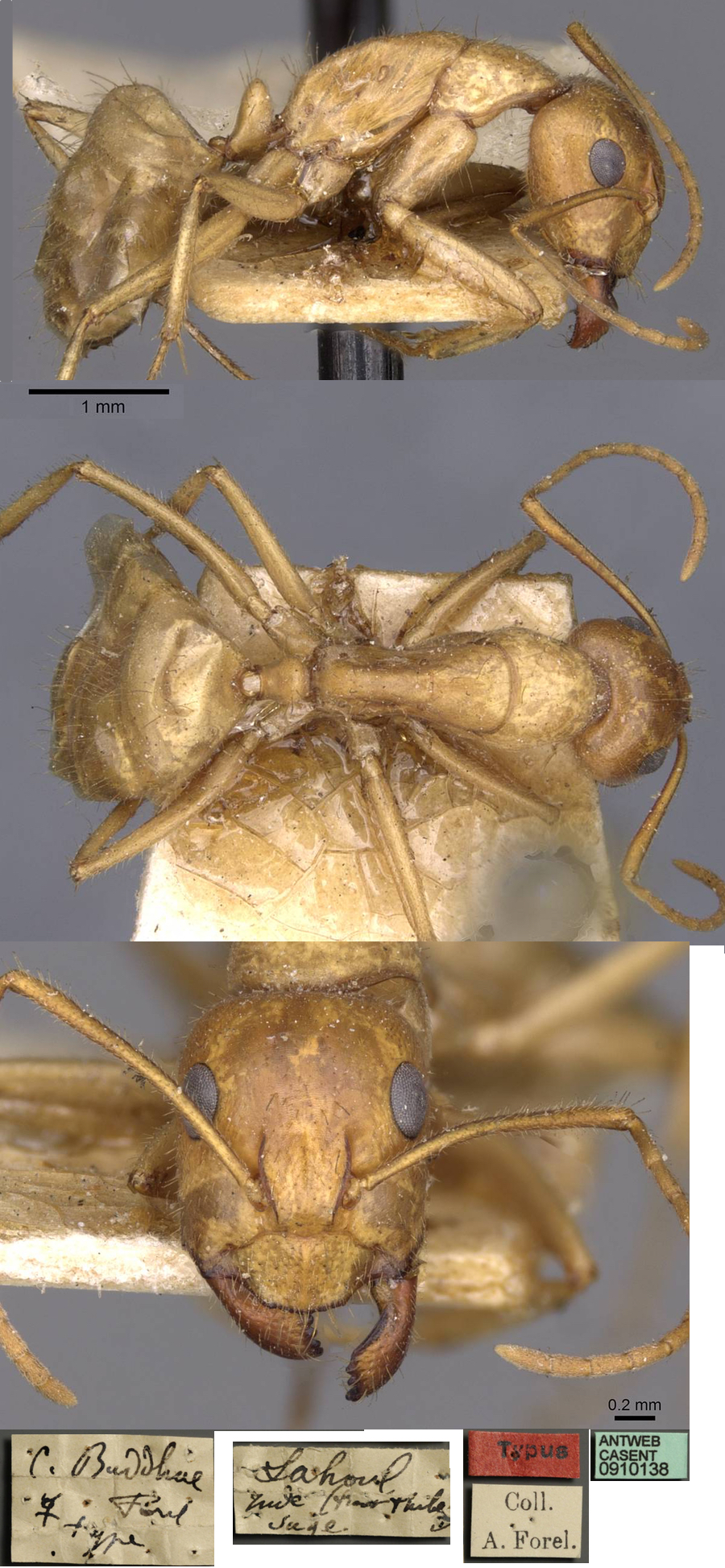 Camponotus buddhae media