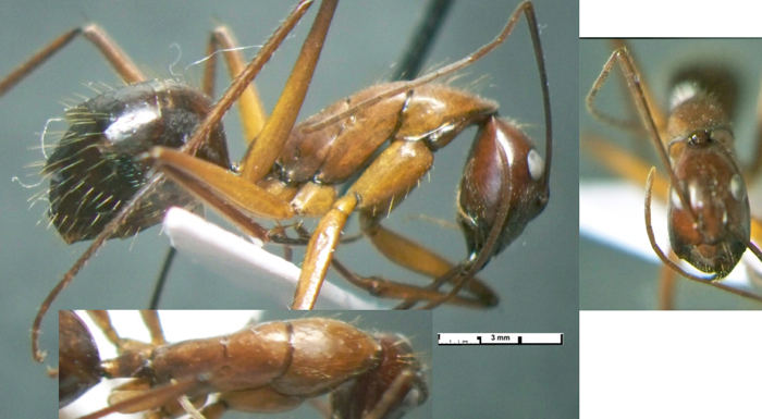 {Camponotus caesar type }