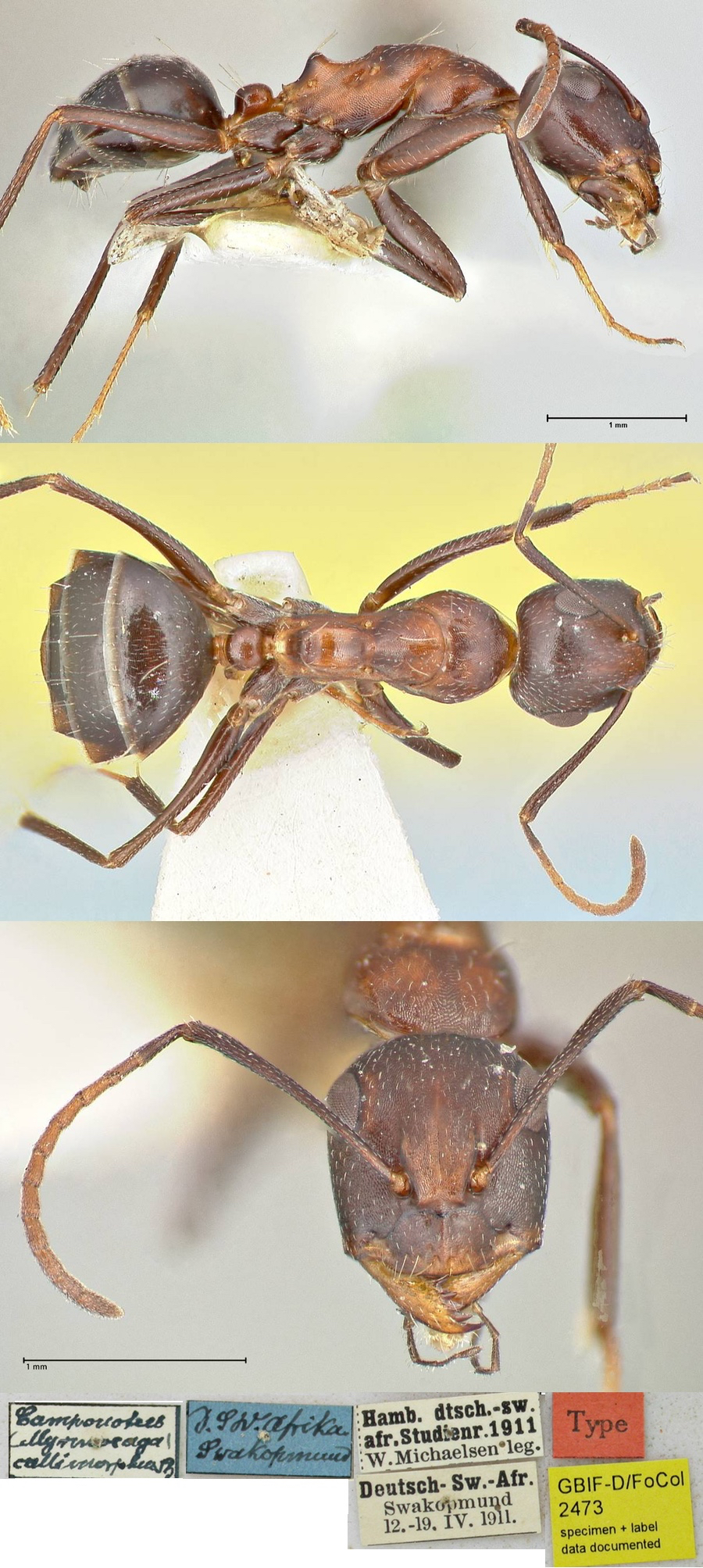 {Camponotus (Mayria) callmorphus}