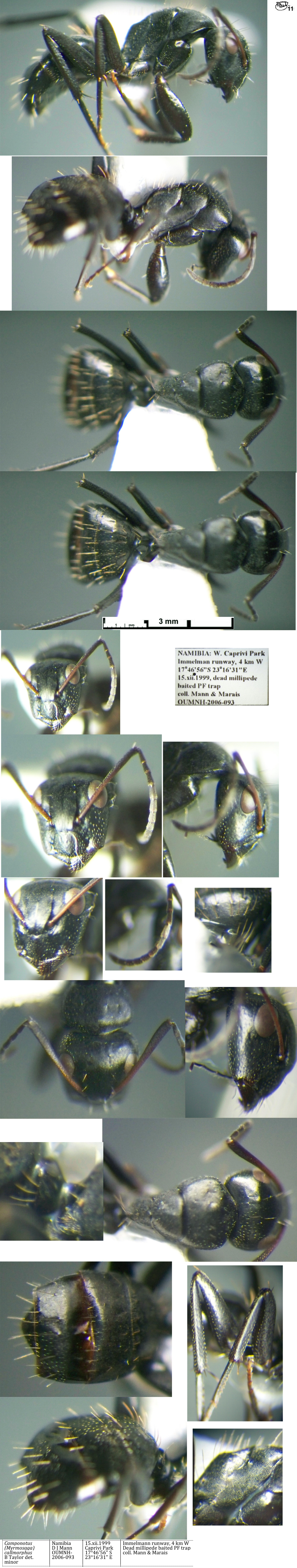 {Camponotus callmorphus minor}