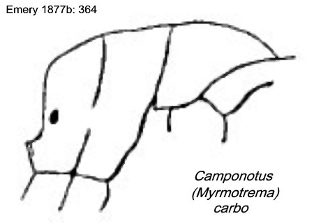 {Camponotus (Myrmotrema) carbo}