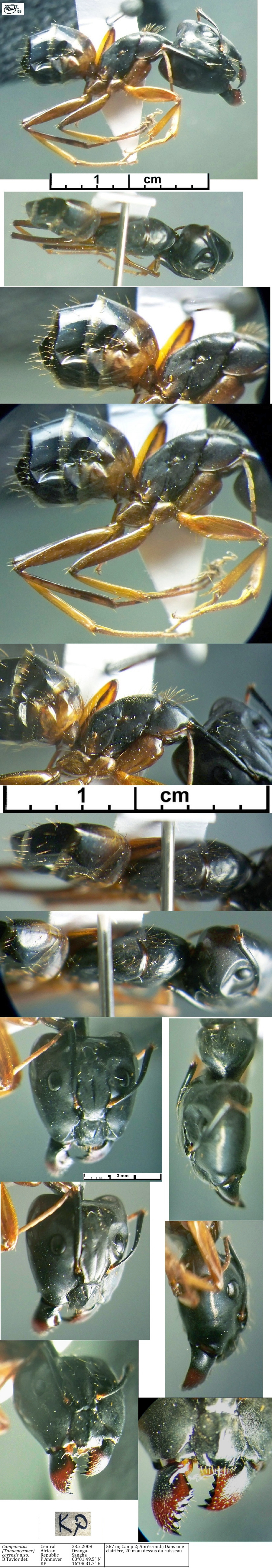 {Camponotus (Tananemyrmex) carensis major
