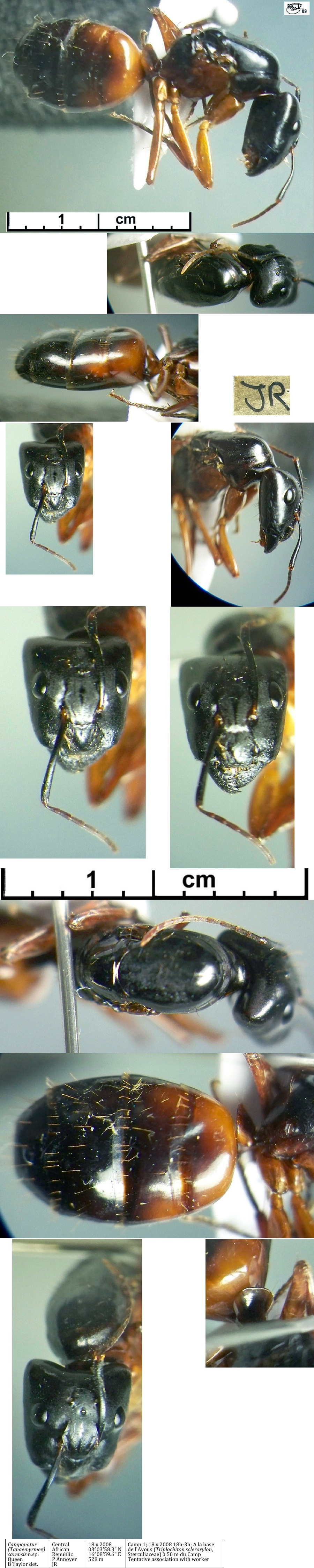 {Camponotus (Tananemyrmex) carensis n sp queen}