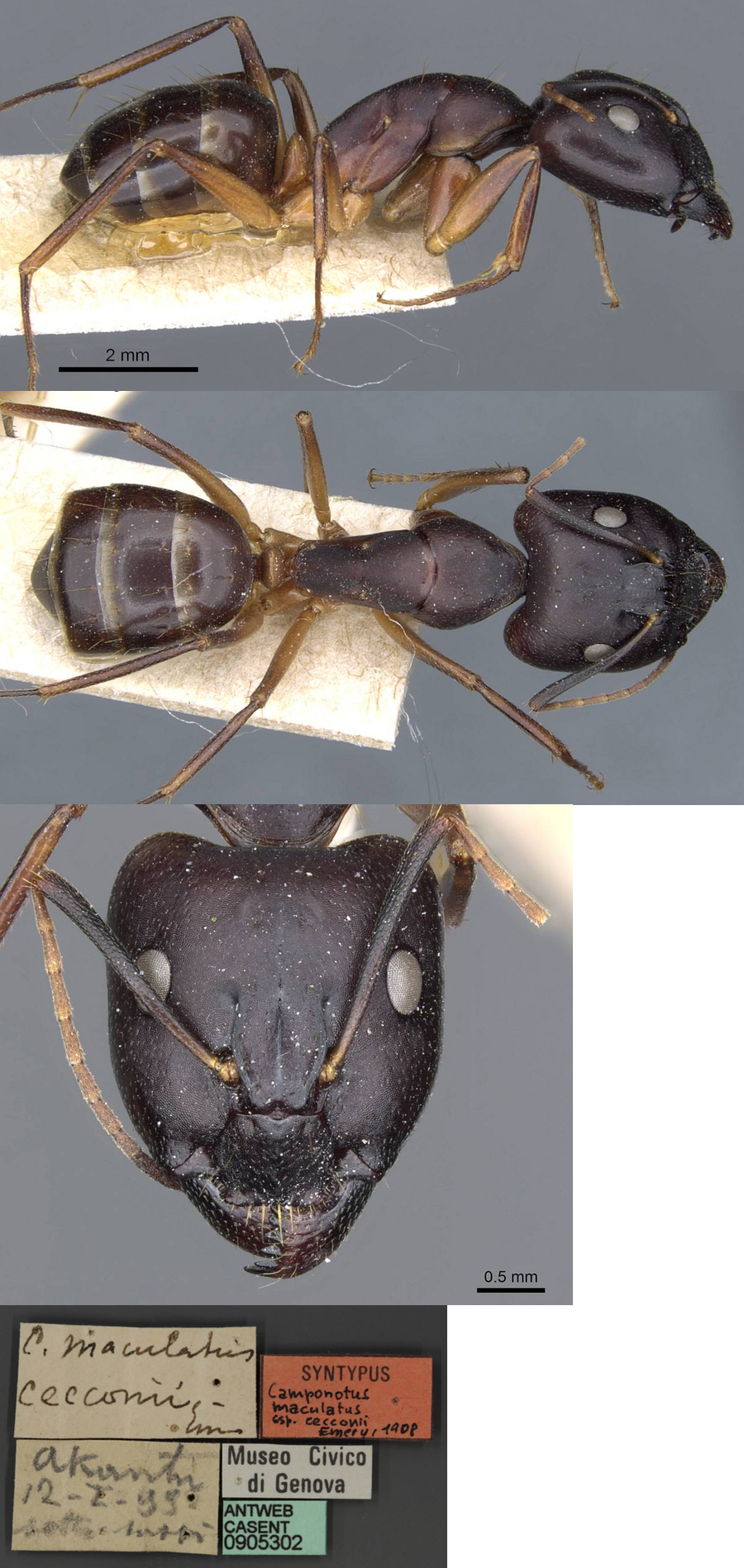 Camponotus cecconii major