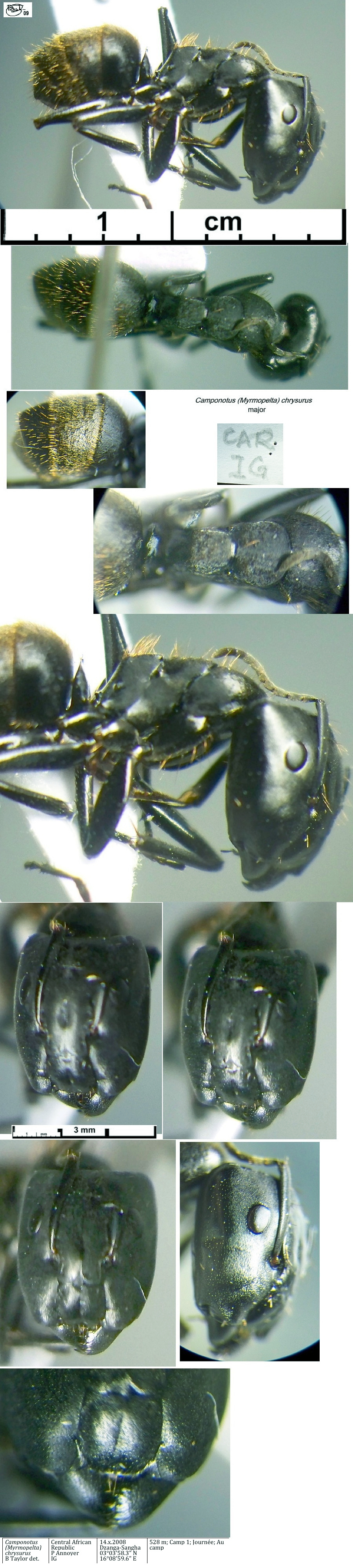 {Camponotus chrysurus yvonnae major}