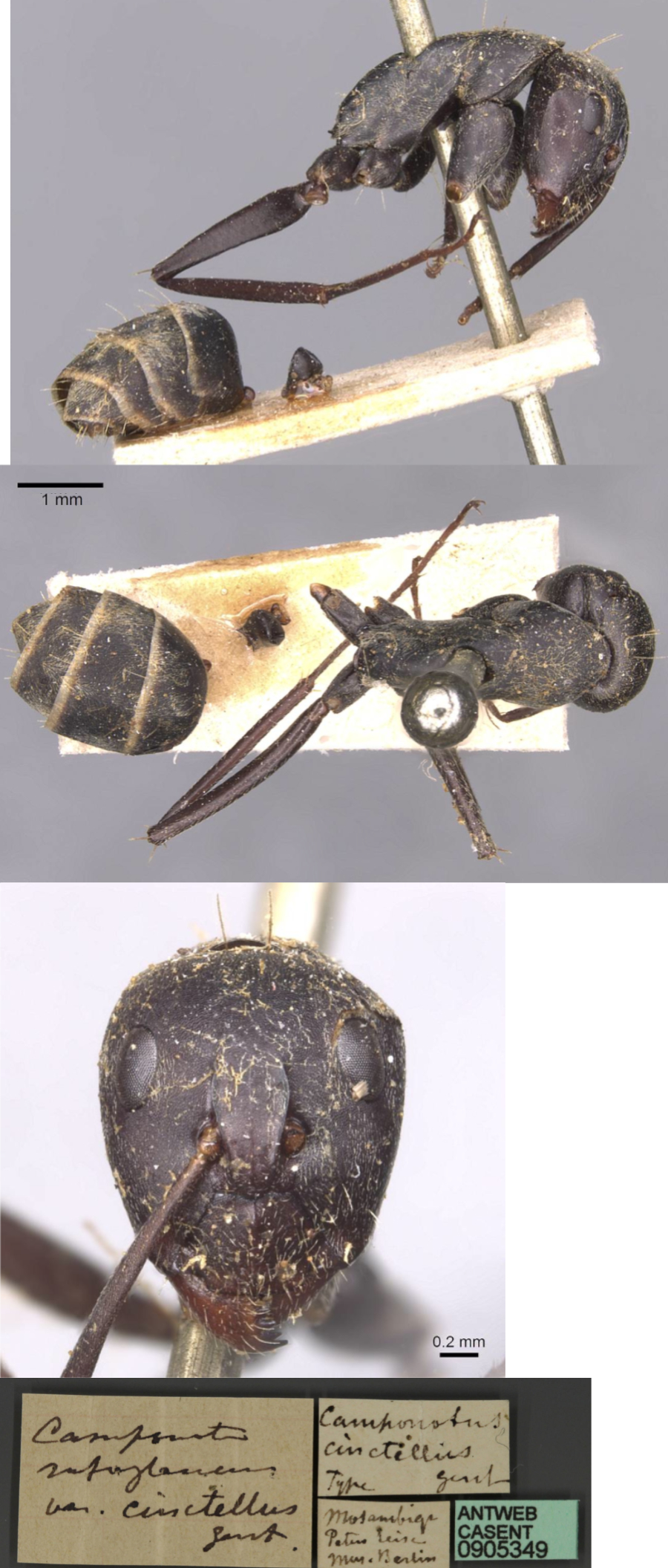 Camponotus cinctellus