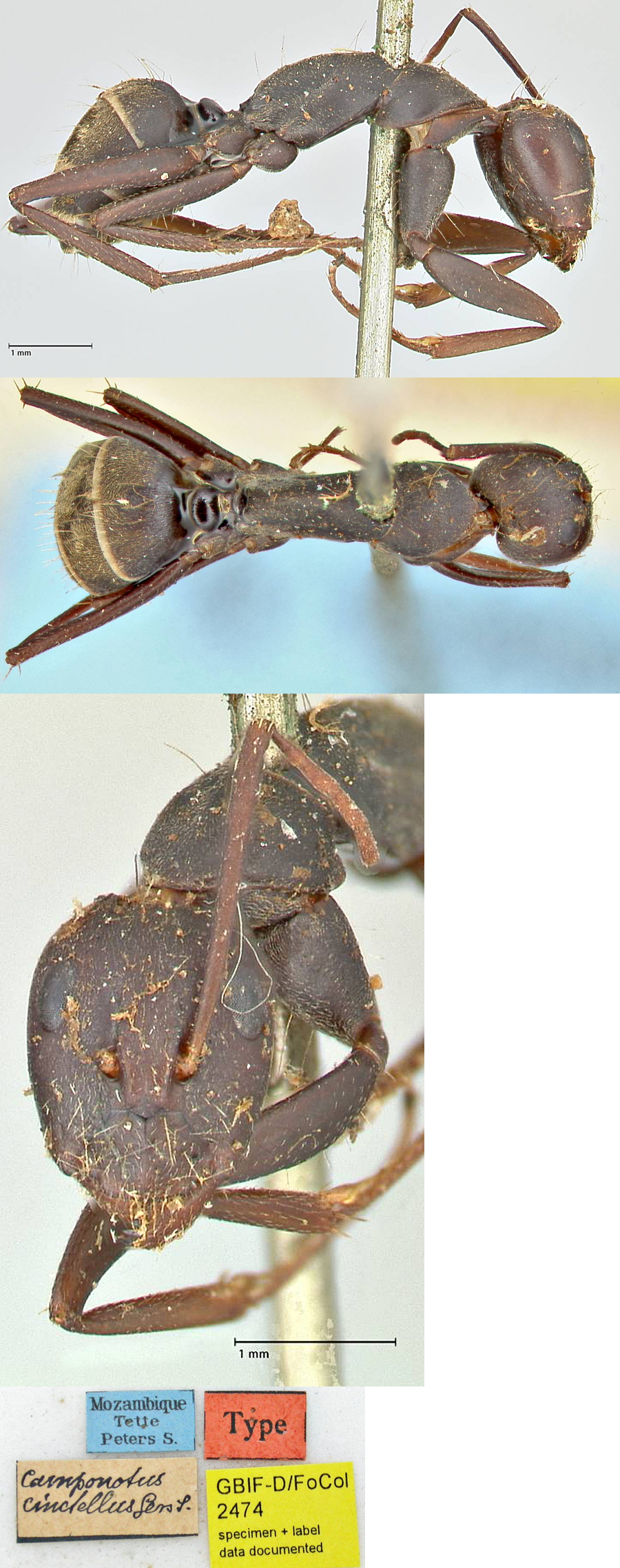 Camponotus cinctellus