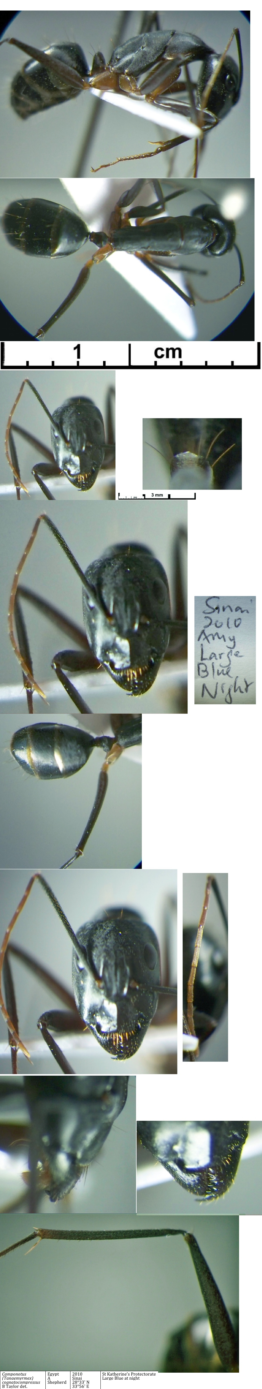 {Camponotus cognatocompressus media}
