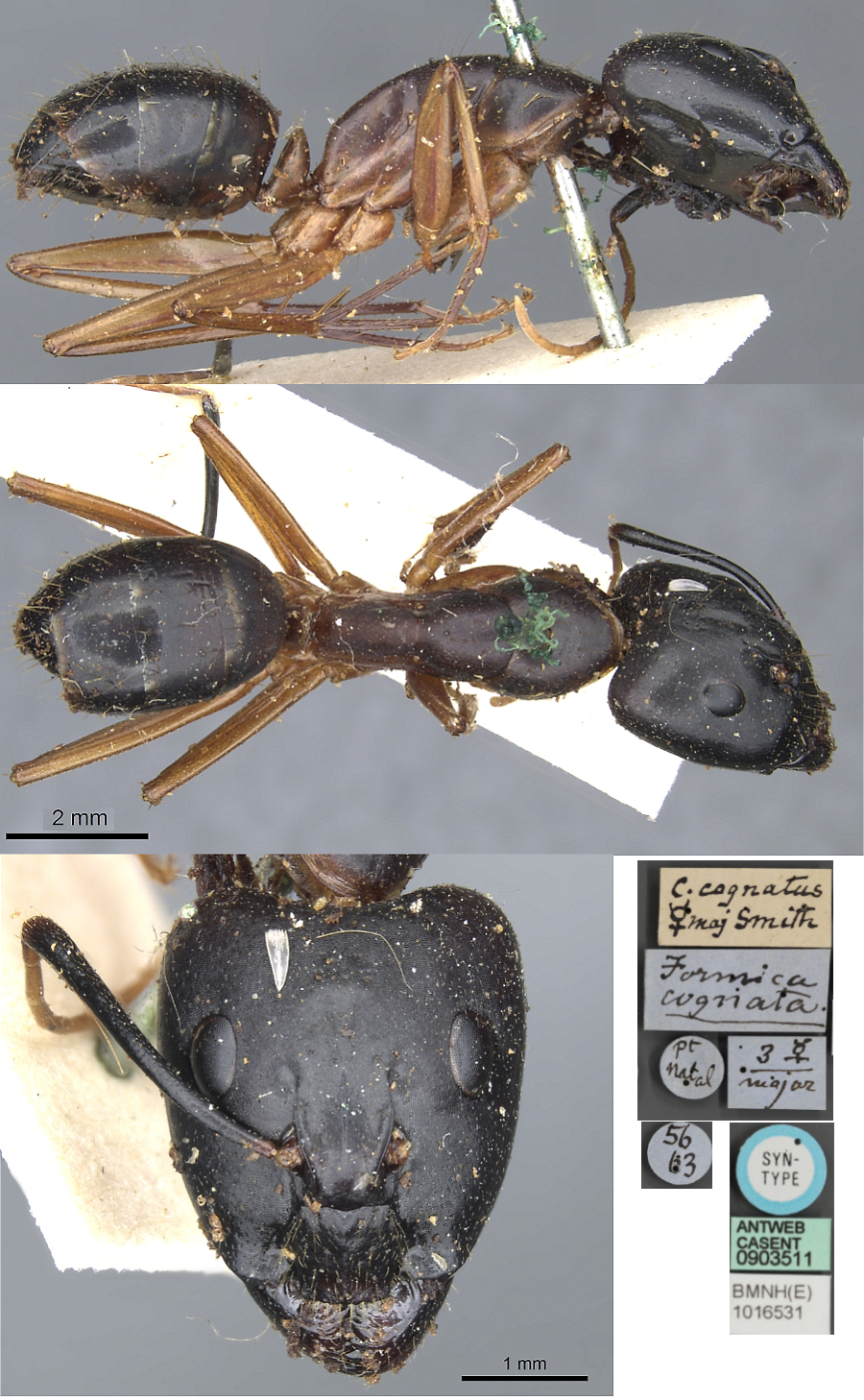 Camponotus cognatus major