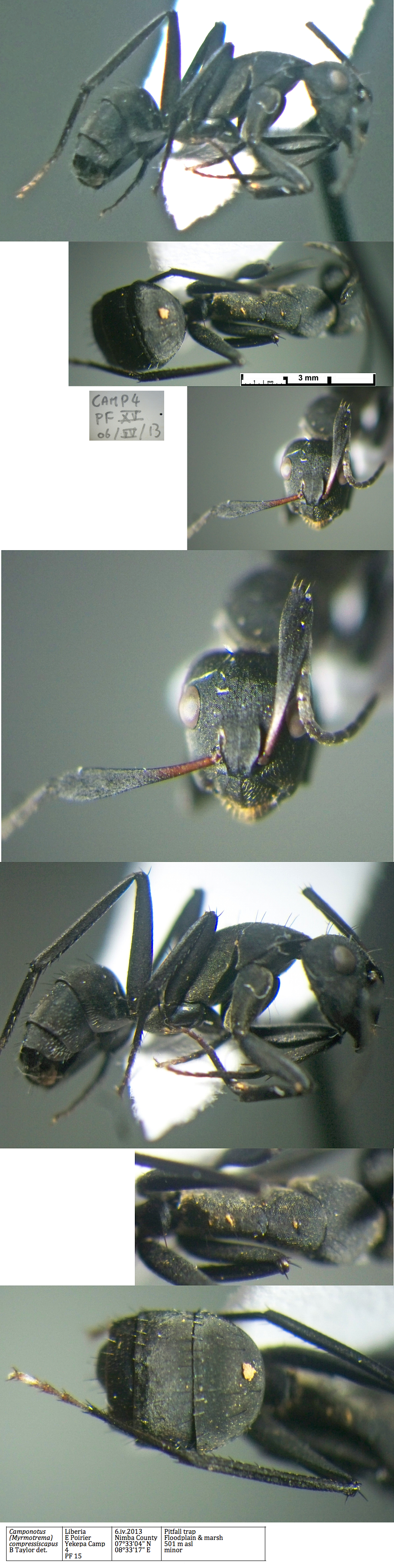 {Camponotus compressiscapus minor}