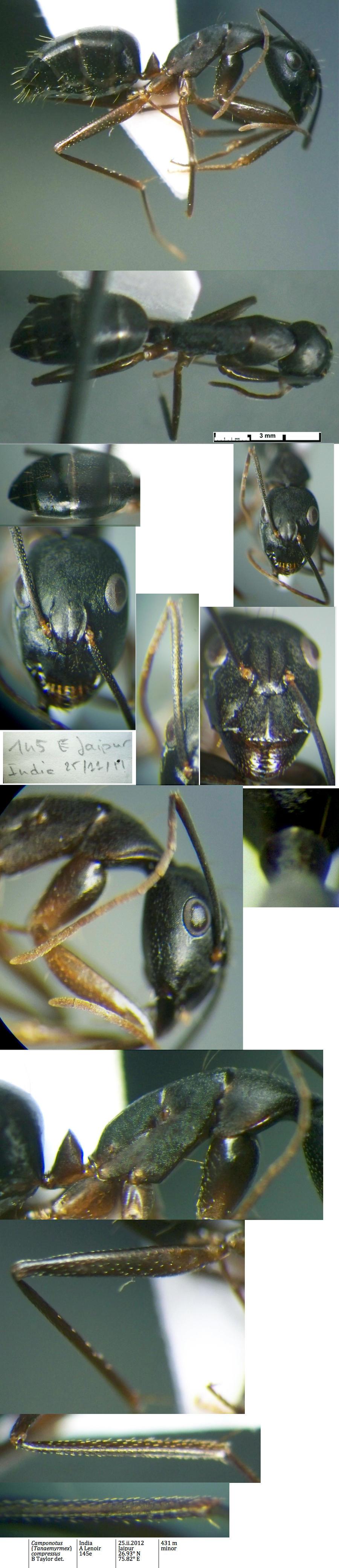 {Camponotus compressus minor India}