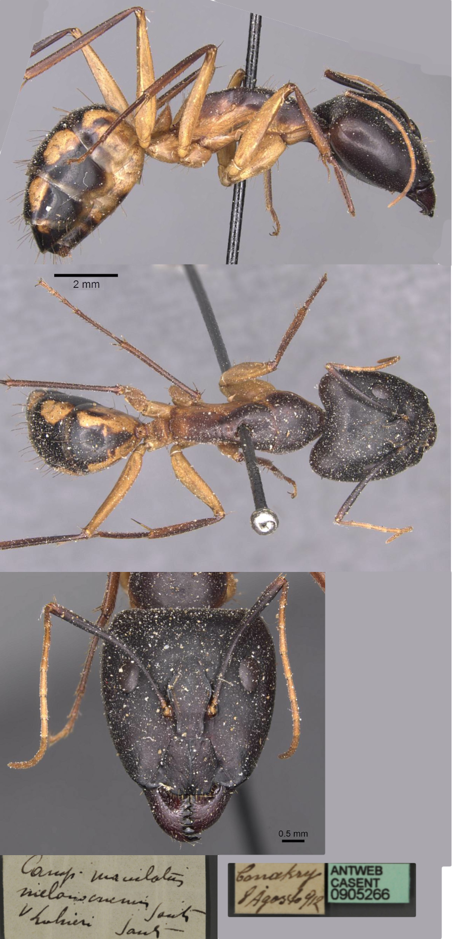 Camponotus conakryensis