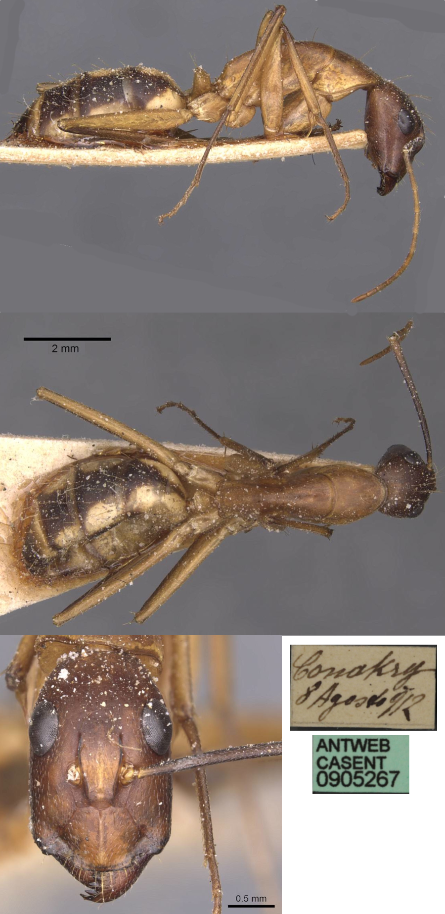 Camponotus conakryensis
