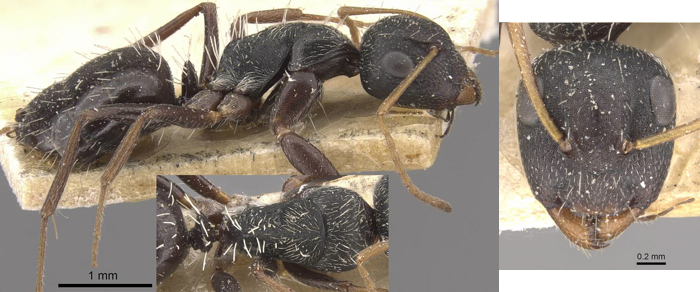 Camponotus confluens
