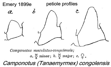 {Camponotus (Tanaemyrmex) congolensis}