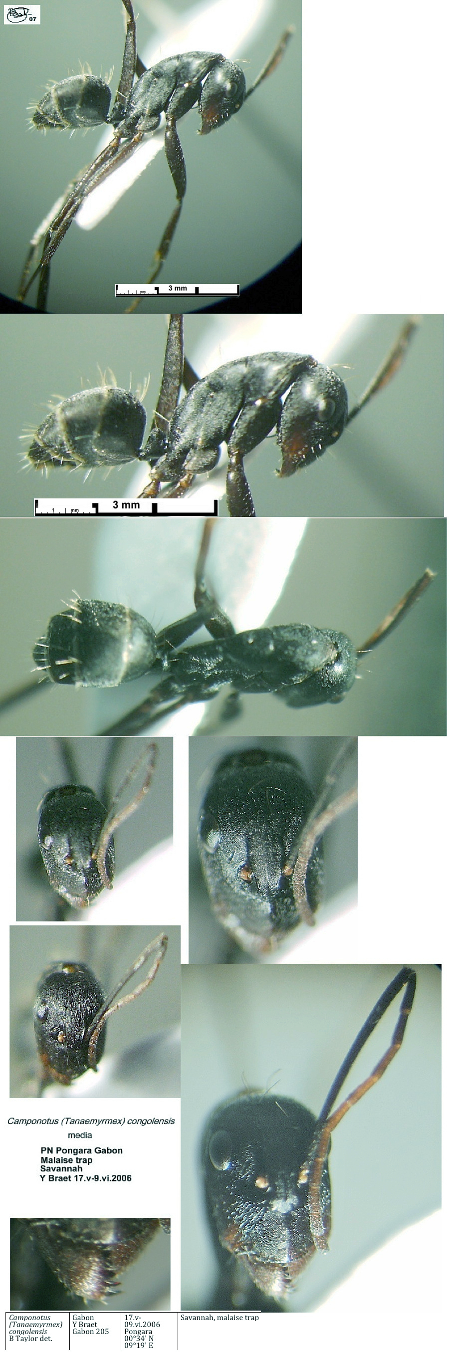 {Camponotus congolensis media}