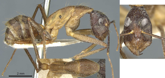 Camponotus coniceps