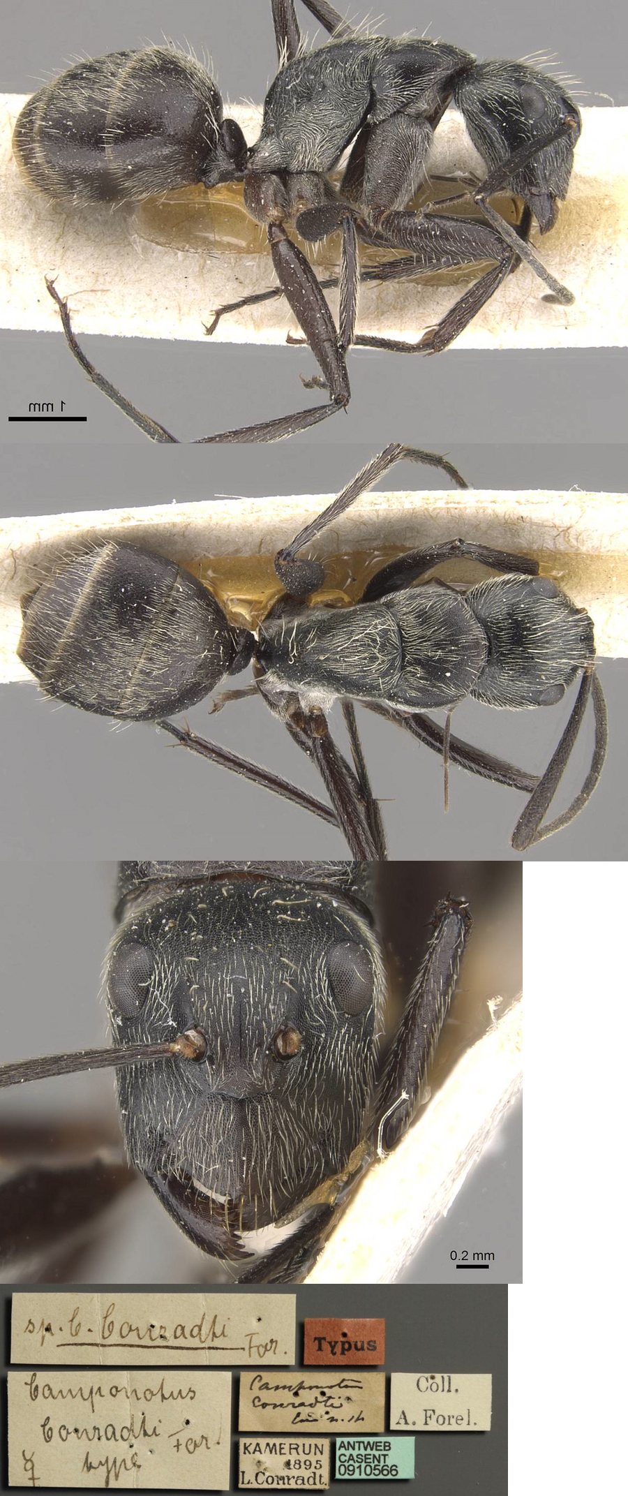 Camponotus conradti