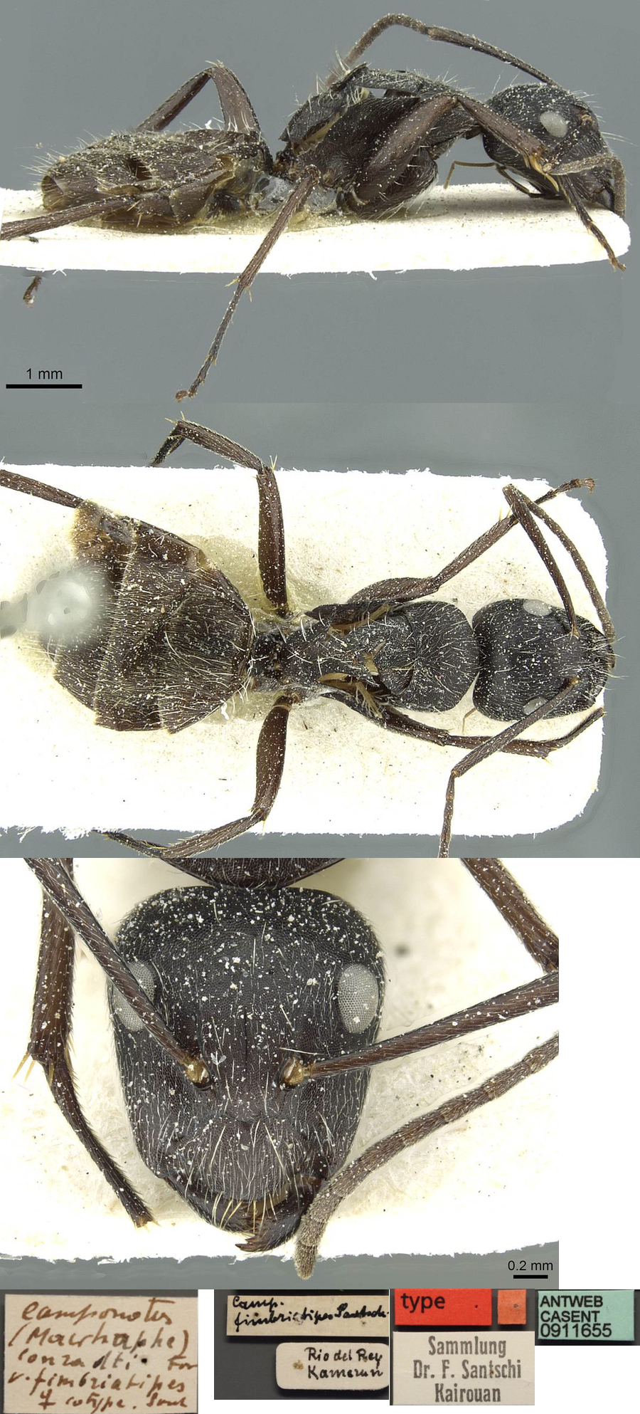 Camponotus conradti fimbriatipes