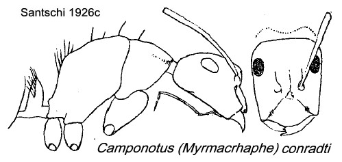 {Camponotus (Myrmacrhaphe) conradti}